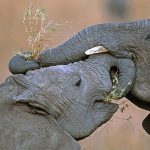 Elephant Giving