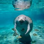 Florida Manatee