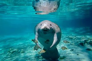 Florida Manatee