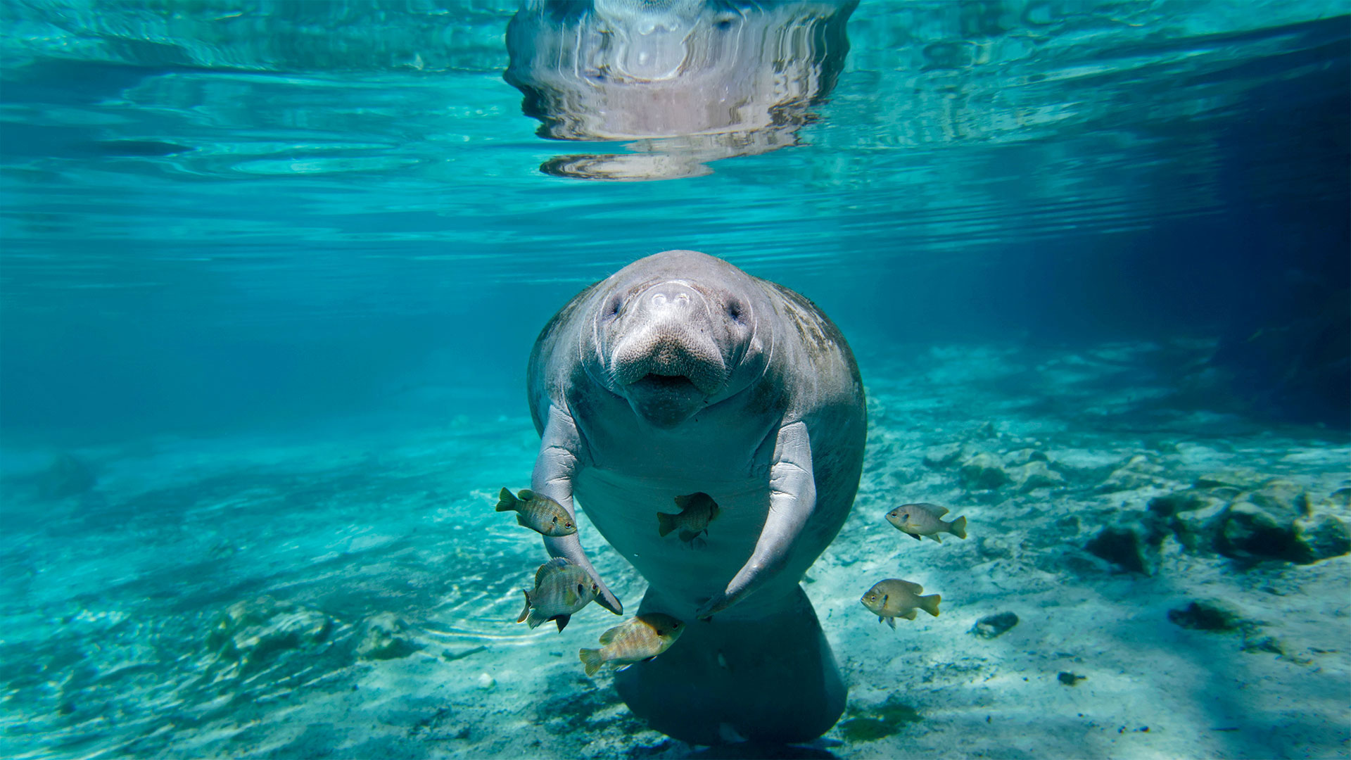 Florida Manatee