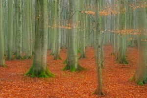 Jasmund Buchen Herbst