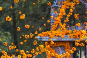 Marigolds Los Muertos