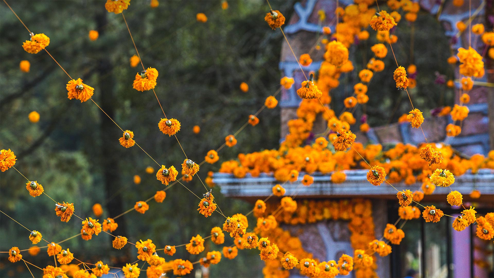 Marigolds Los Muertos