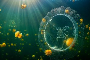 Moon Jelly Day