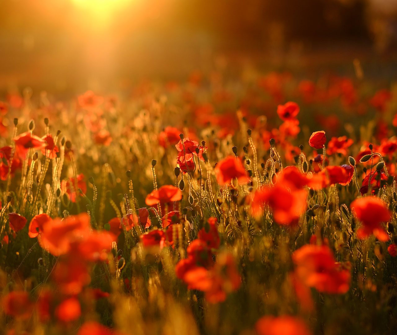 Poppy Field – Bing Wallpaper Download