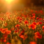 Poppy Field