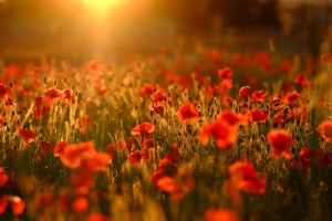 Poppy Field