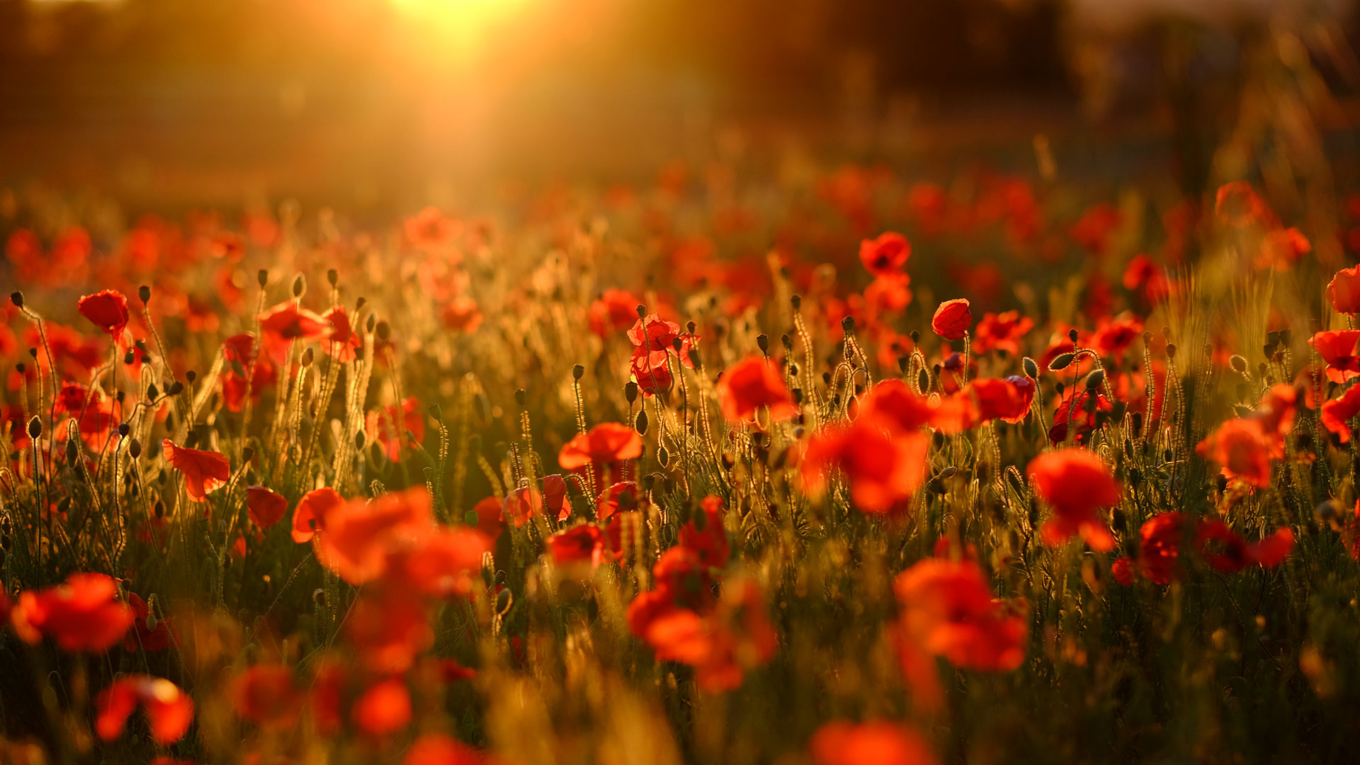 Poppy Field