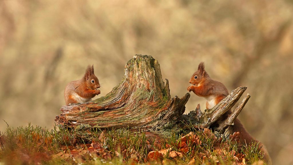 Squirrels Cairngorms