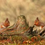 Squirrels Cairngorms