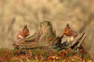 Squirrels Cairngorms