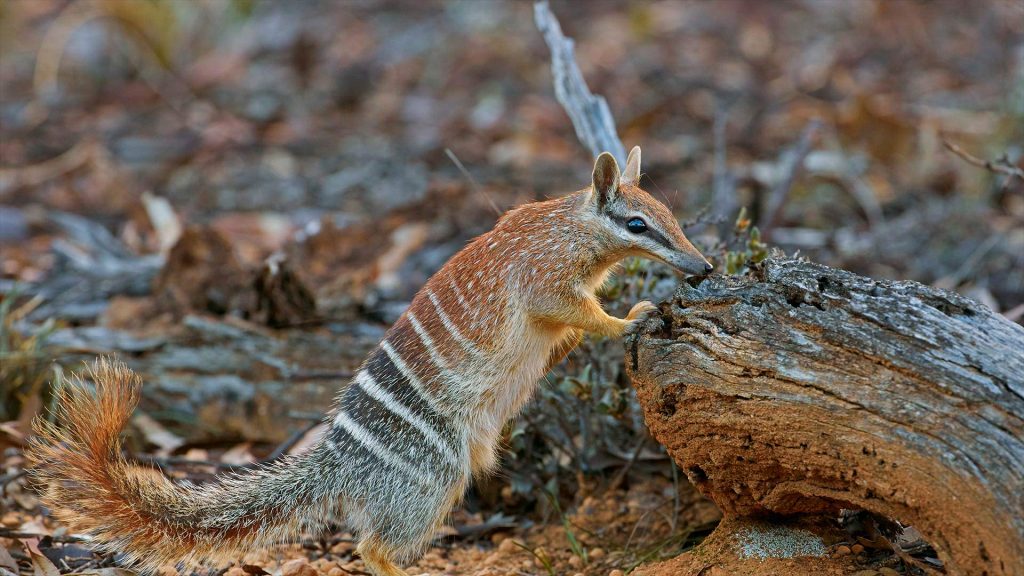 WA Numbat