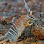 WA Numbat