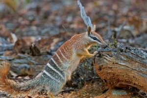 WA Numbat