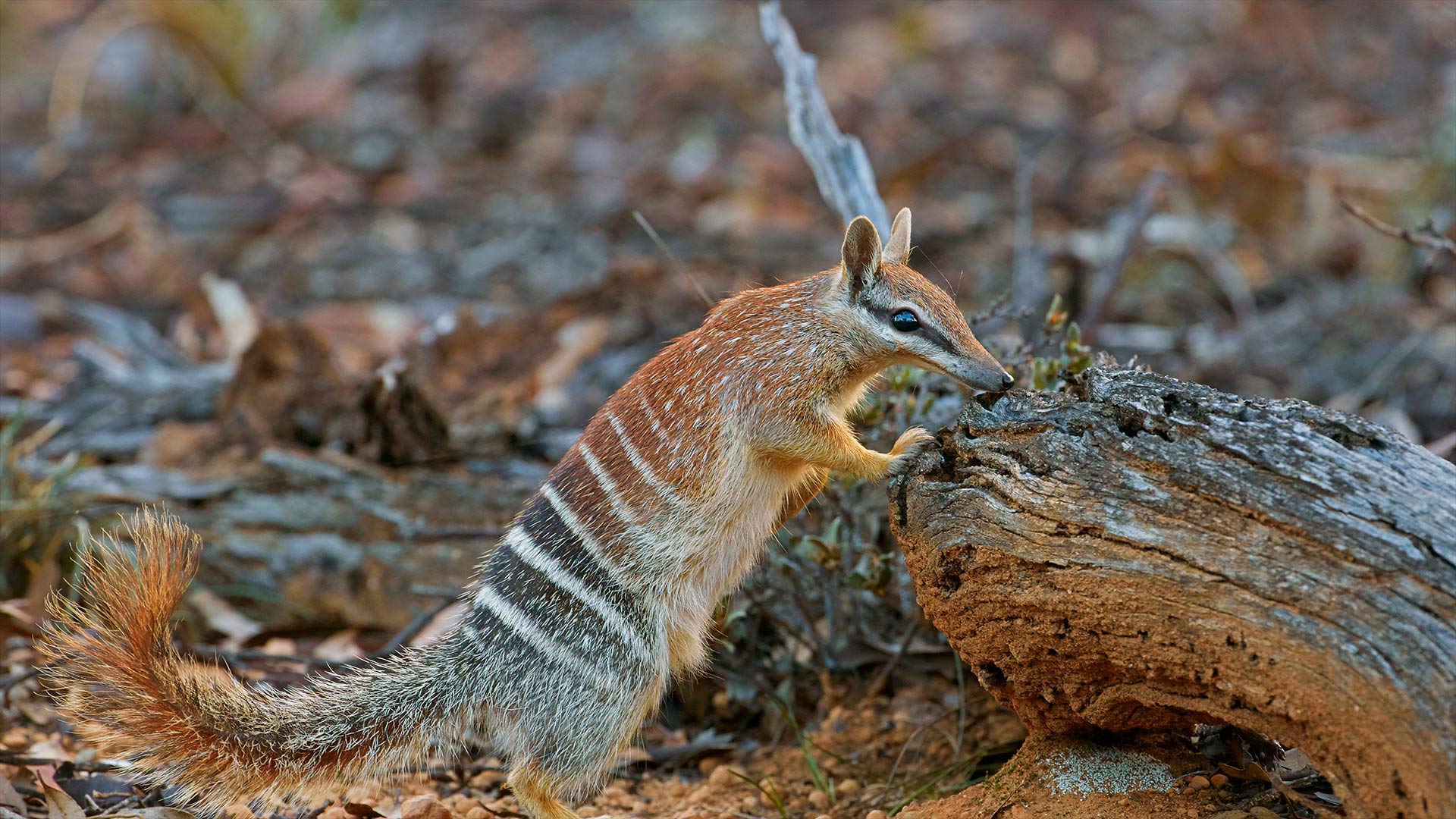 WA Numbat