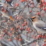 Winter Waxwing