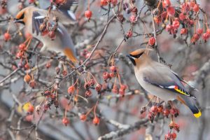 Winter Waxwing