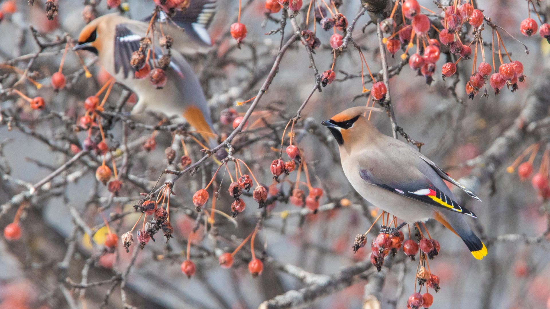 Winter Waxwing