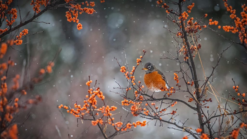 American Robin