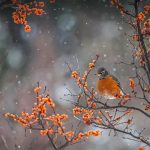 American Robin