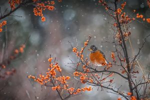 American Robin