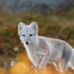 Fox Dovrefjell