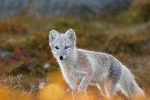 Fox Dovrefjell