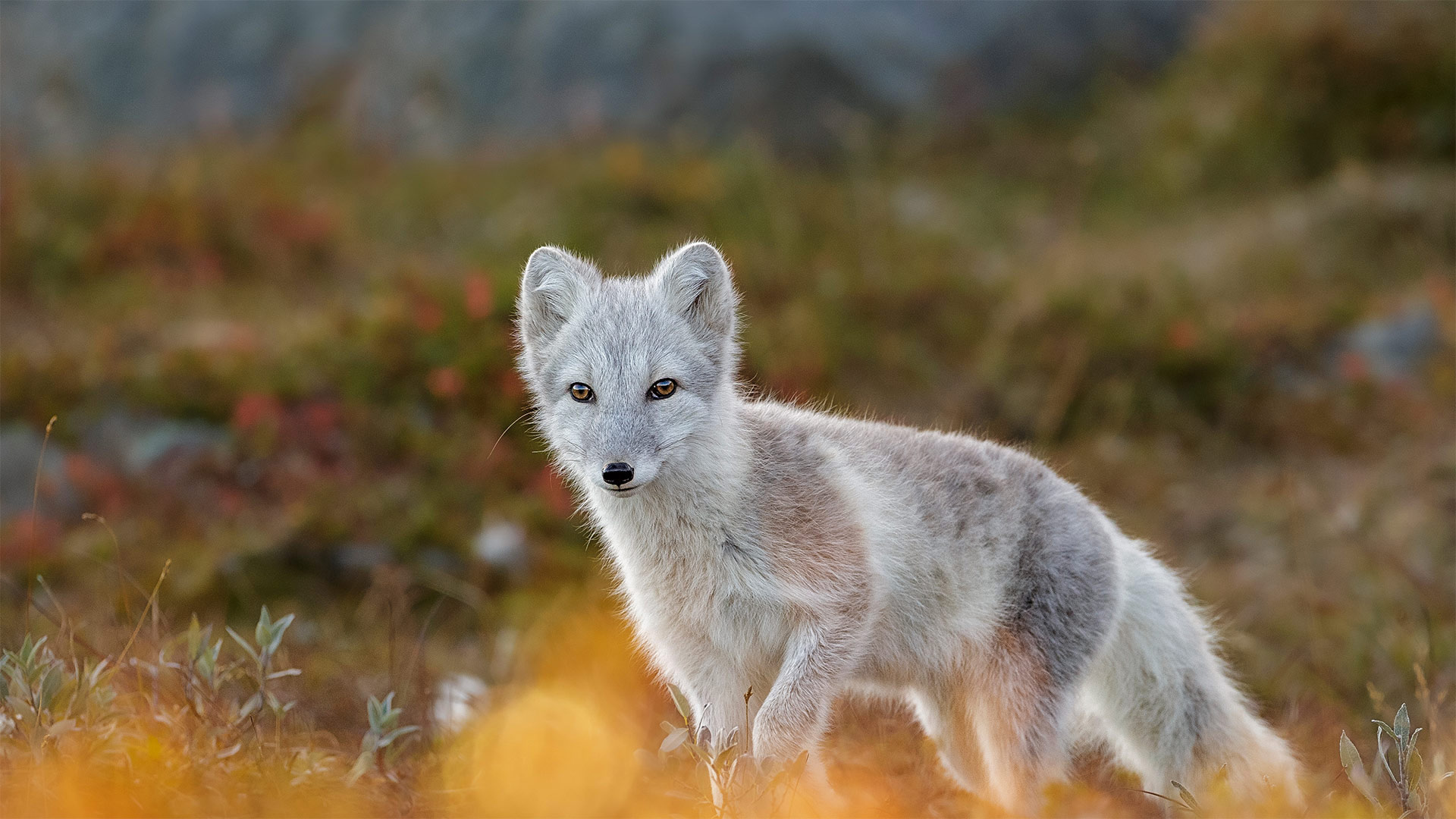 Fox Dovrefjell