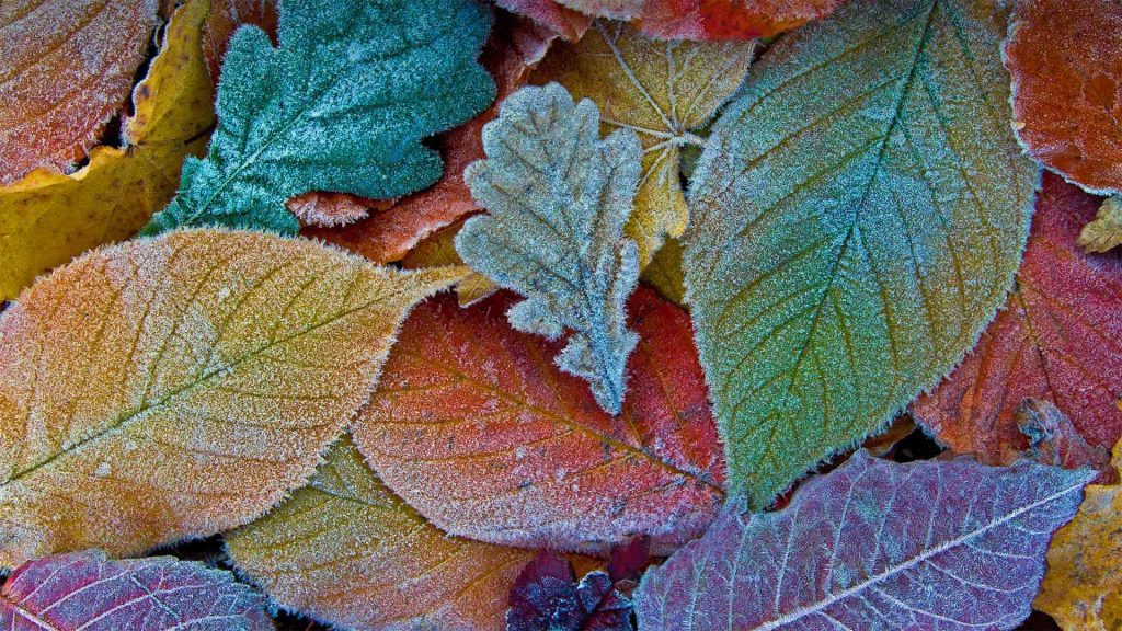 Frost Leaves