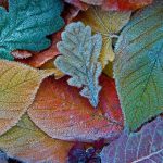 Frost Leaves