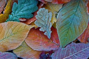 Frost Leaves