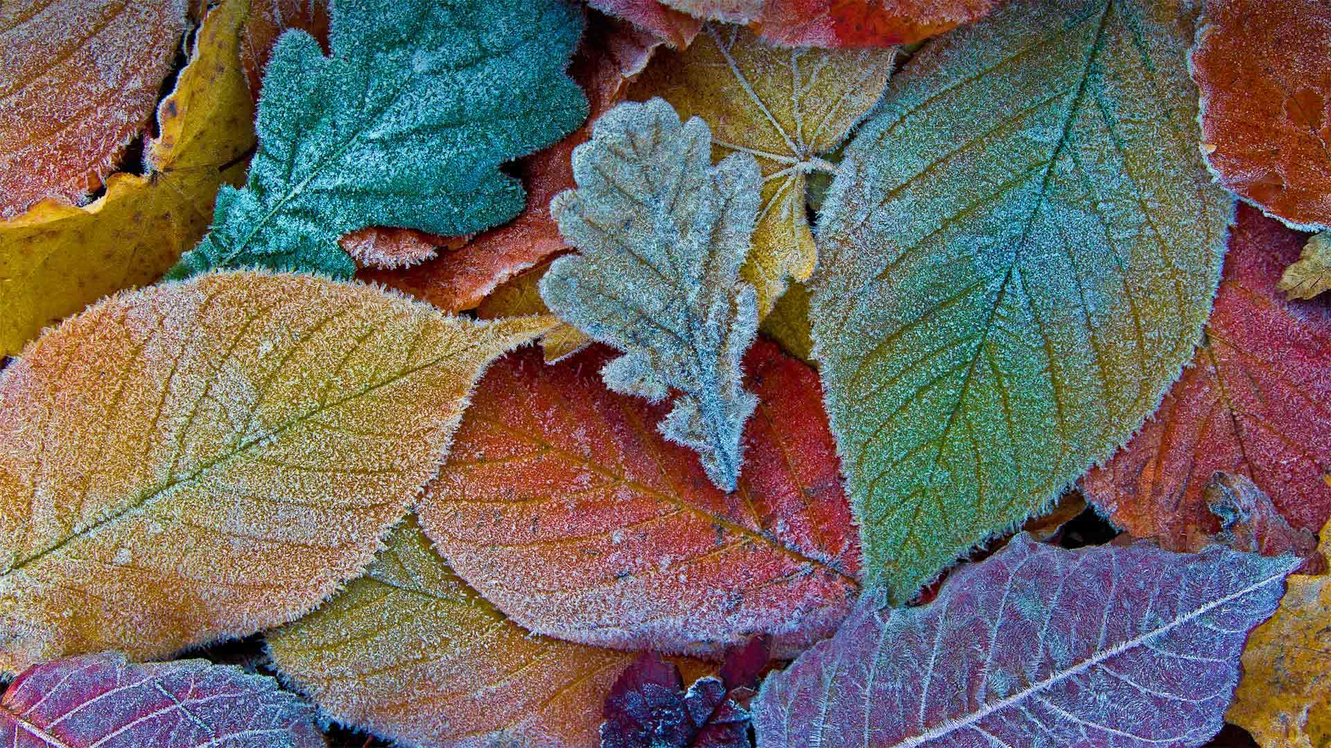 Frost Leaves