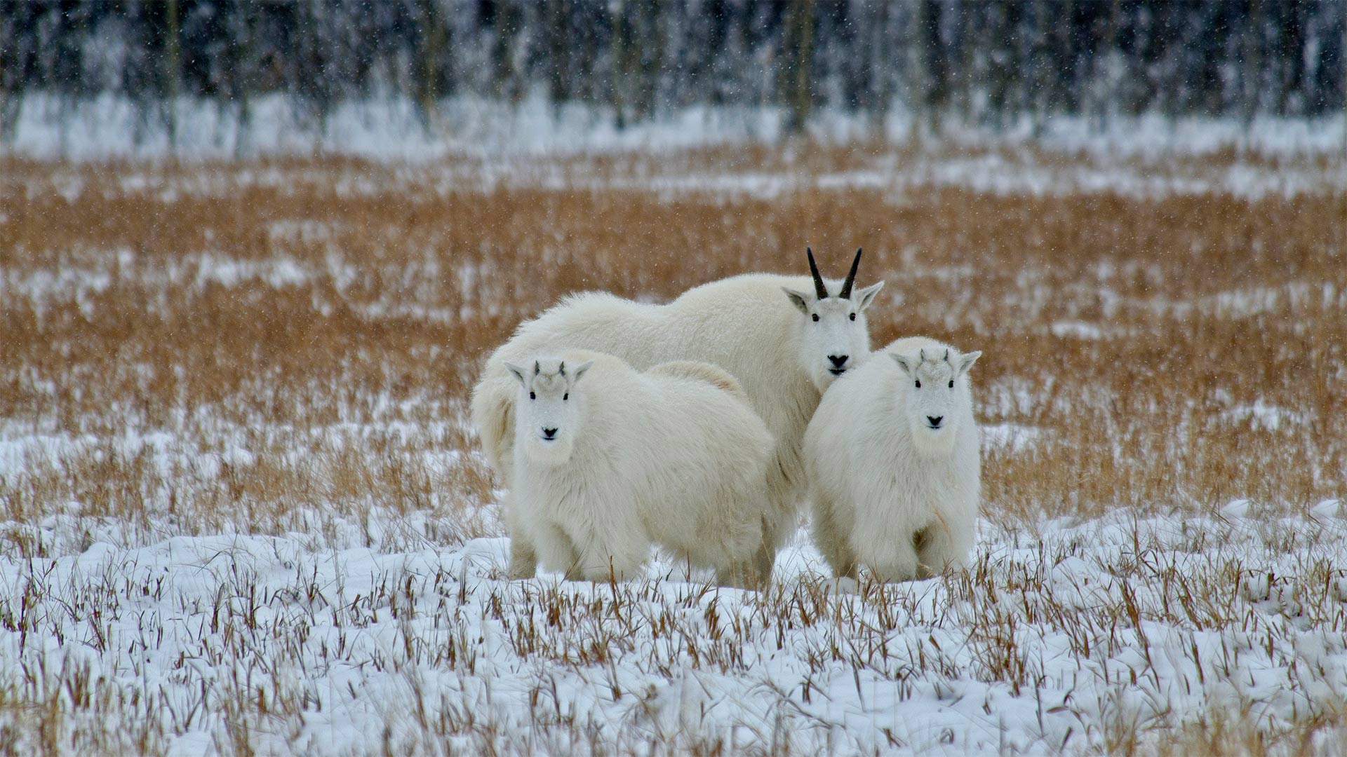 Oreamnos Americanus