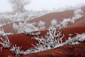 Red Winter