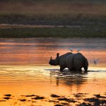 Rhinoceros India