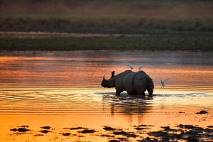 Rhinoceros India