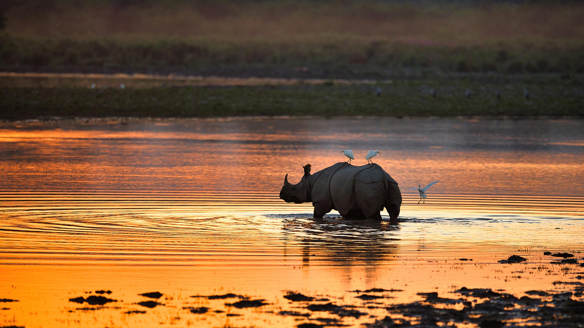 Rhinoceros India