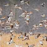 Snow Buntings