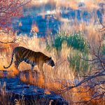 Bengal Tiger India