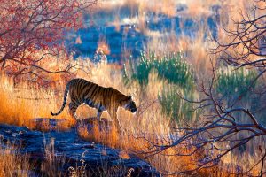 Bengal Tiger India