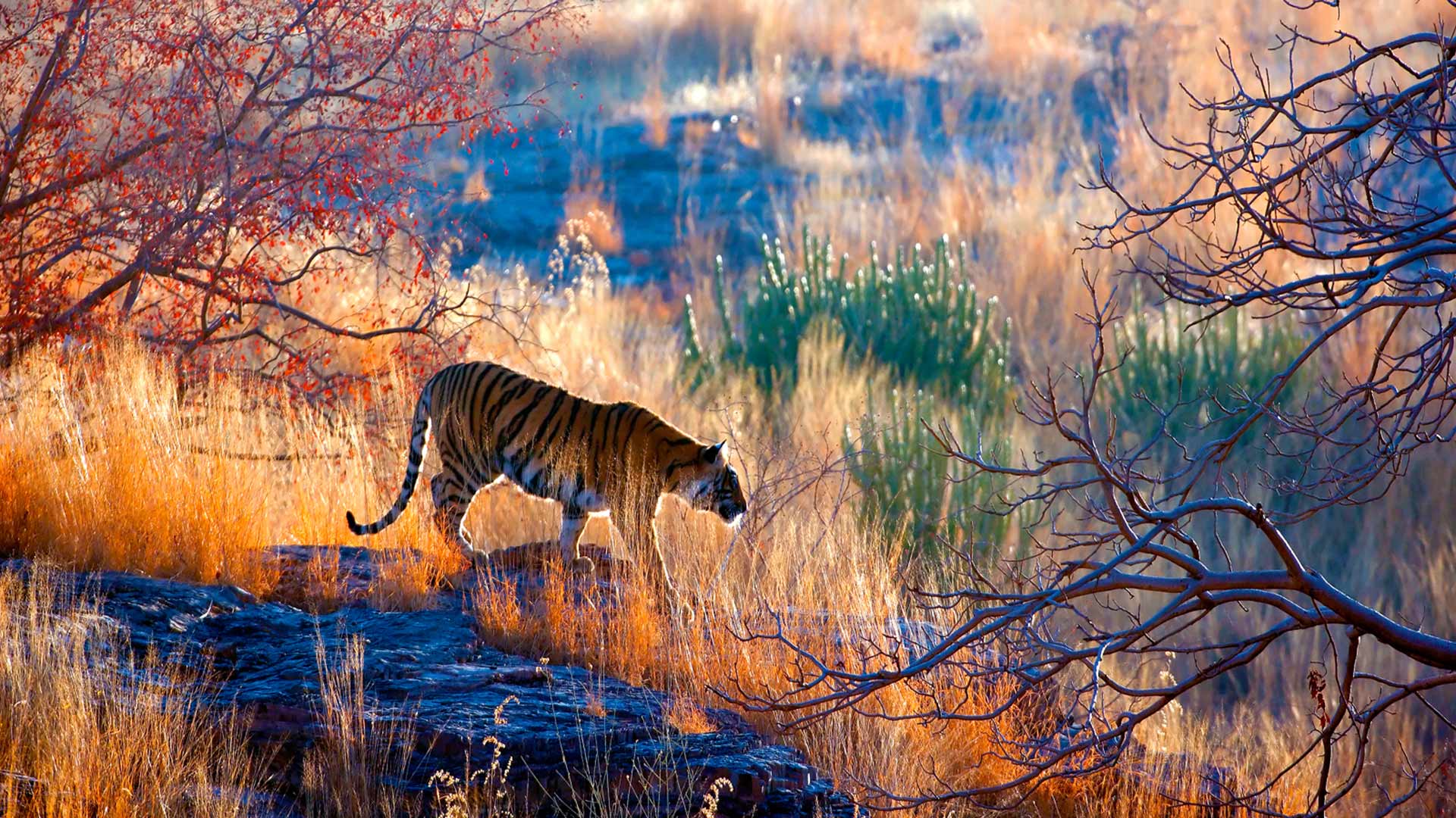 Bengal Tiger India