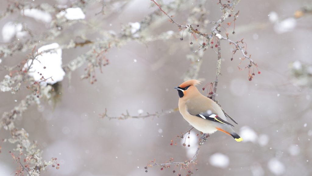 Bohemian Waxwing