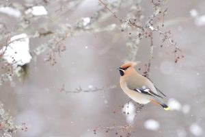 Bohemian Waxwing