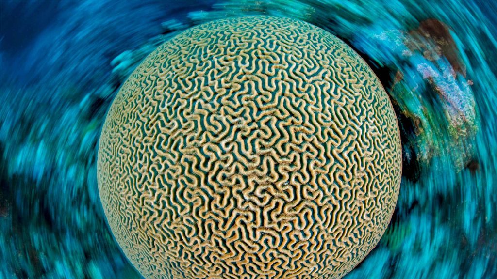 Brain Coral