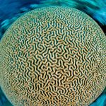 Brain Coral