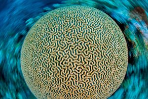 Brain Coral