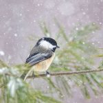 Chickadee NS