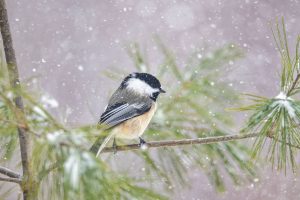 Chickadee NS