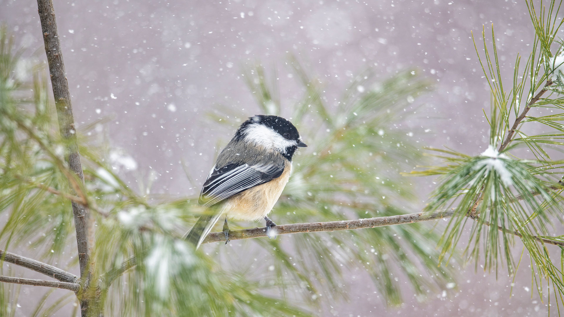 Chickadee NS