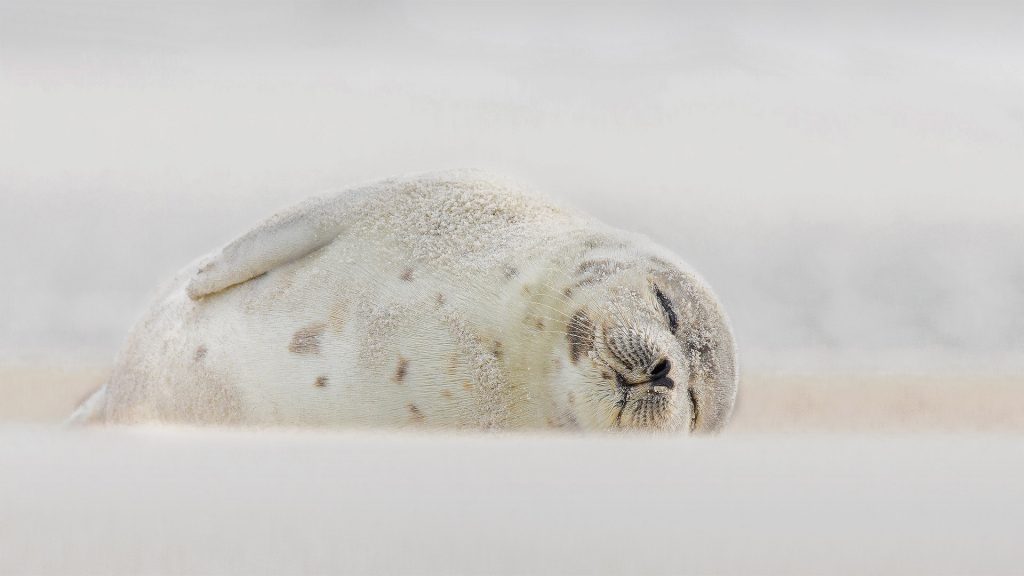 Jones Beach Harp Seal